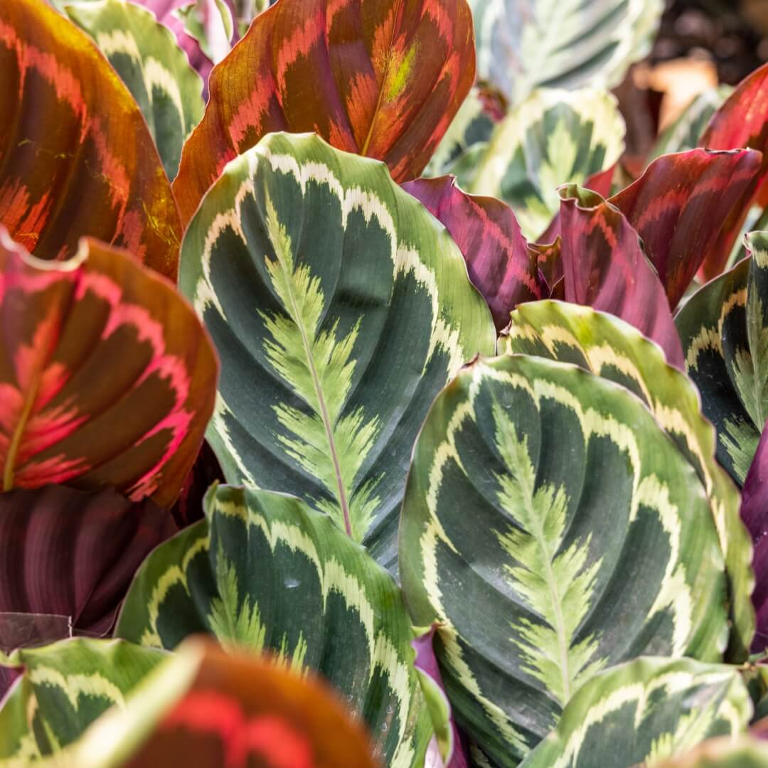 MyGreens-PopUp-Carousel-17