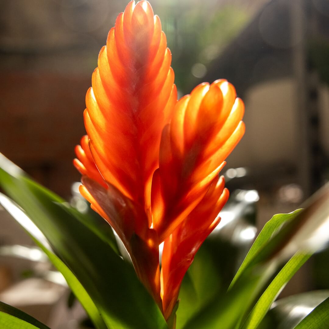 MyGreens-PopUp-Carousel-21