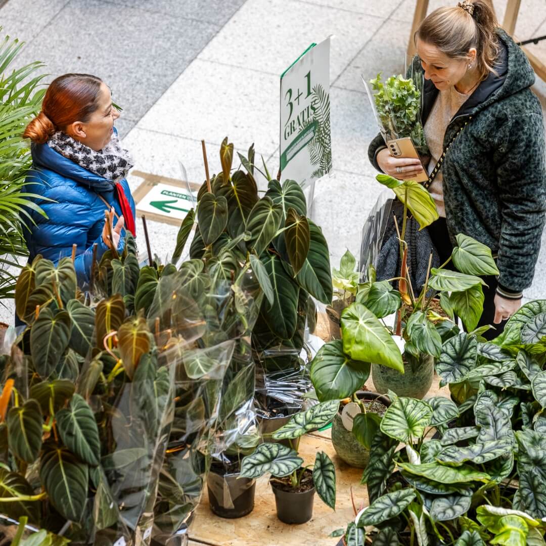 MyGreens-PopUp-Carousel-31