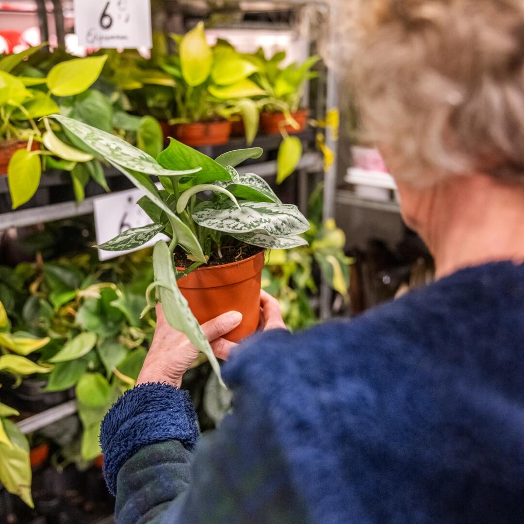 MyGreens-PopUp-Carousel-8