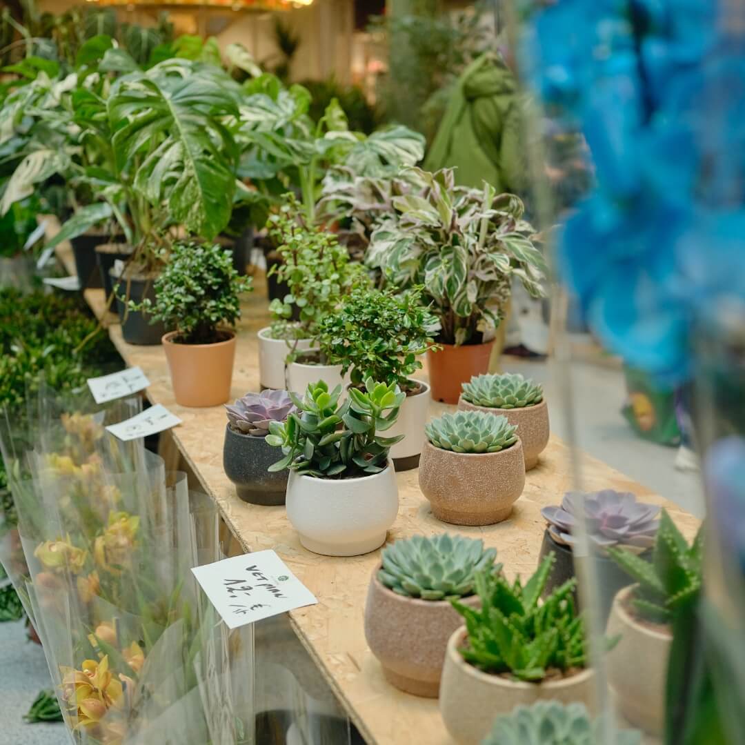 MyGreens-PopUp-Carousel-2025-01-1