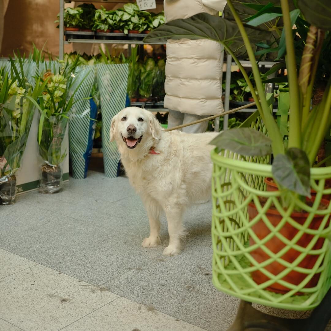 MyGreens-PopUp-Carousel-2025-01-6